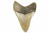 Fossil Megalodon Tooth - North Carolina #236885-1